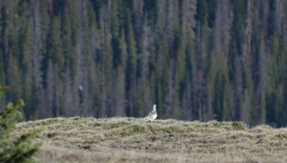 White-tailed Ptarmigan - ML20848451