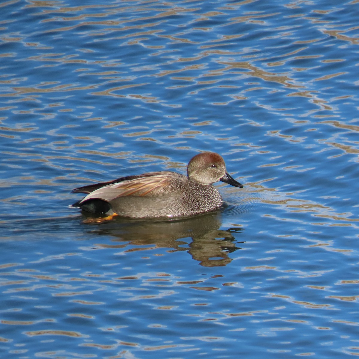 Canard chipeau - ML208484591