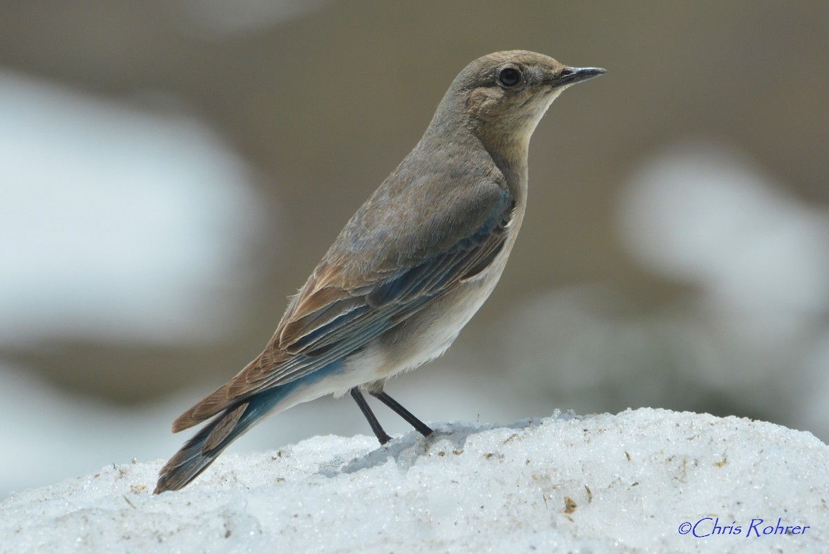 Mountain Bluebird - ML20848491