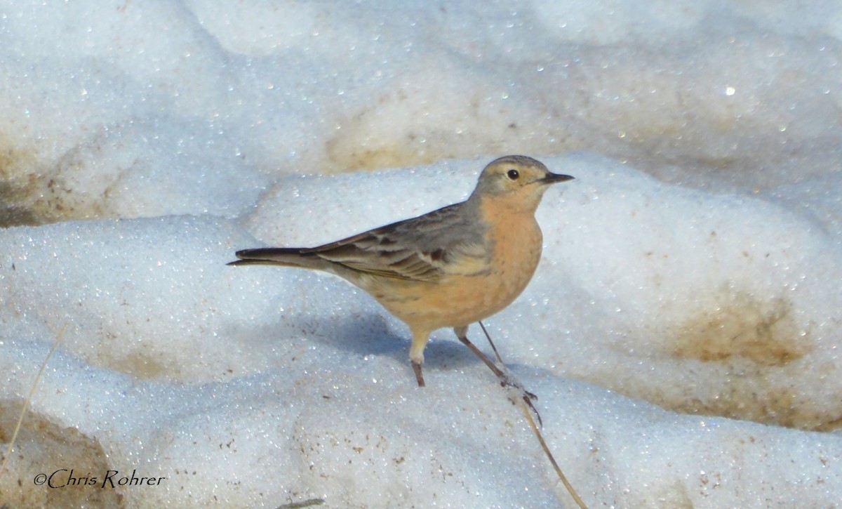 American Pipit - Chris Rohrer