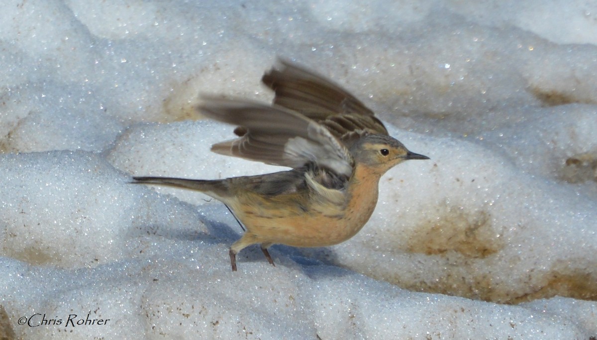 American Pipit - Chris Rohrer