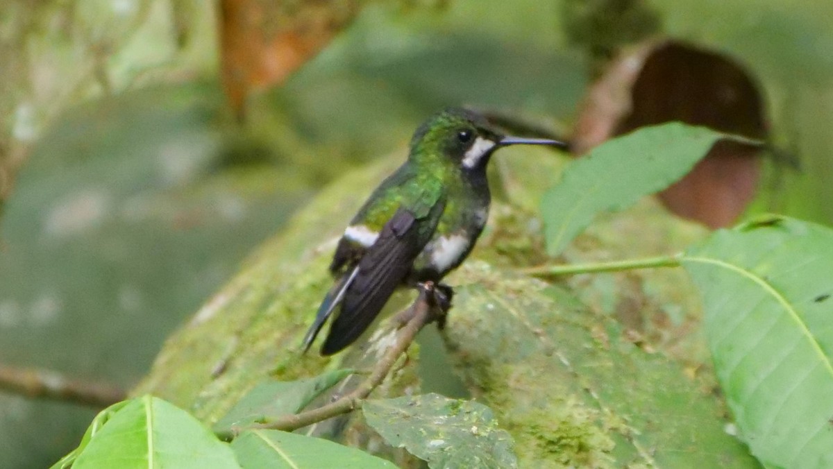 Green Thorntail - ML208485611