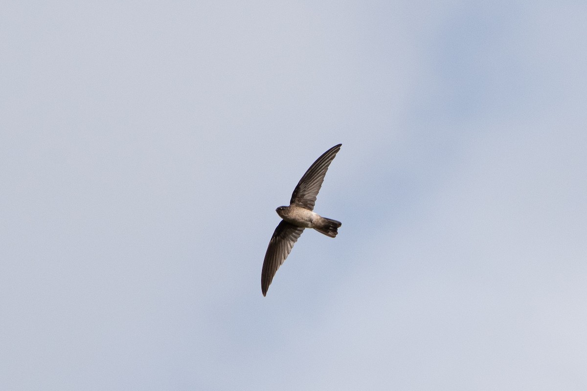White-rumped Swiftlet - Kelly and John Casey