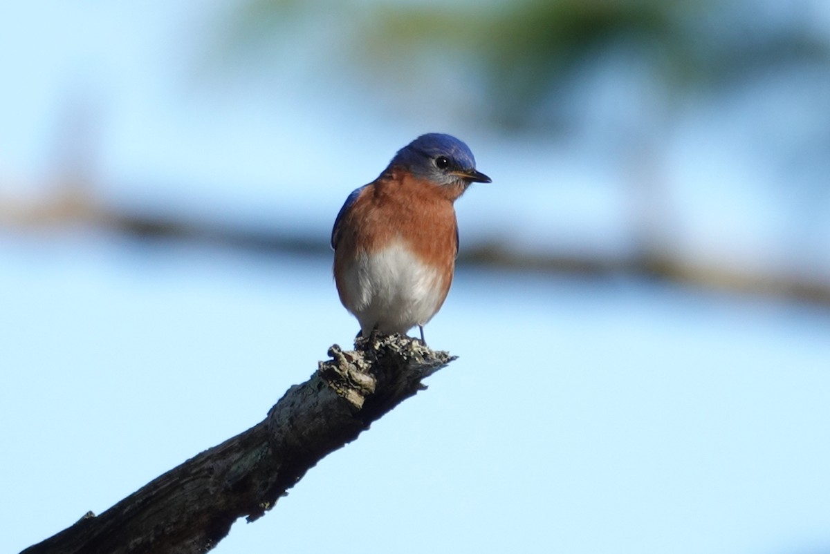 Eastern Bluebird - ML208485861