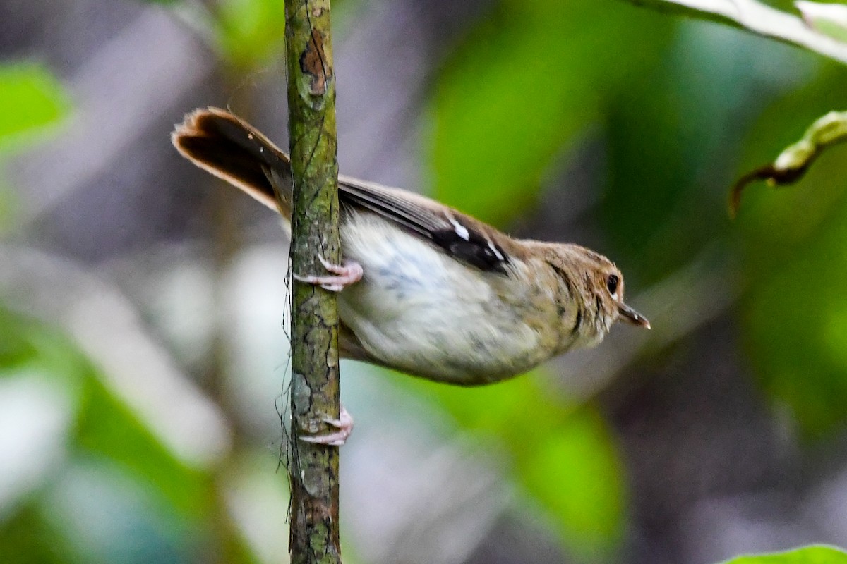 Tropical Scrubwren - ML208486231