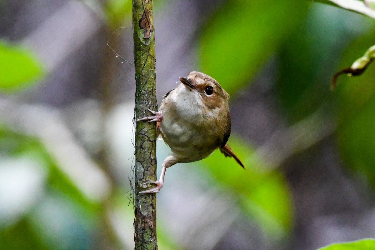 Tropical Scrubwren - Alison Bentley