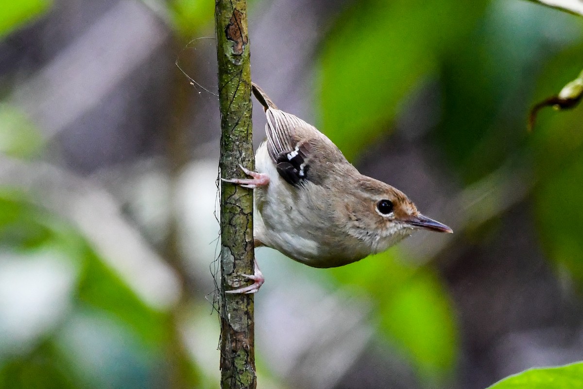 Tropical Scrubwren - ML208486291