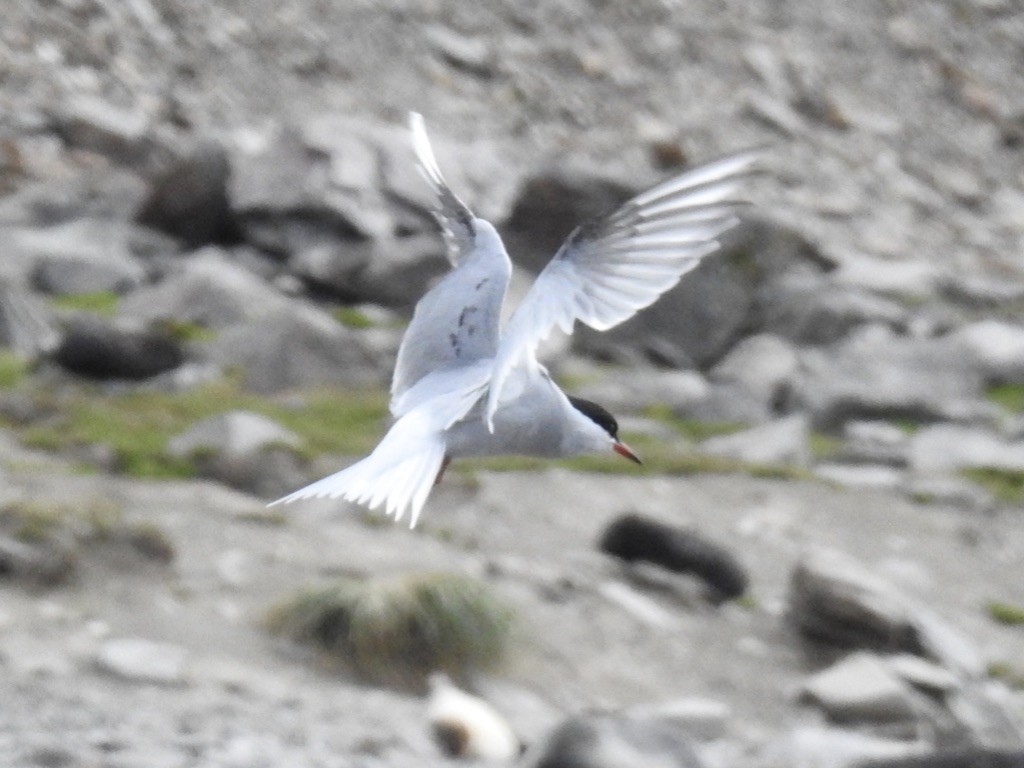 Antarctic Tern - Jan Shadick