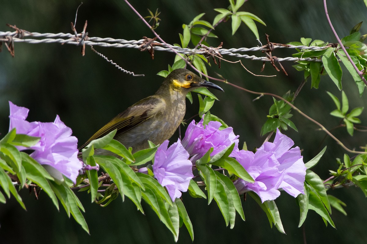 Eastern Wattled-Honeyeater - Kelly and John Casey