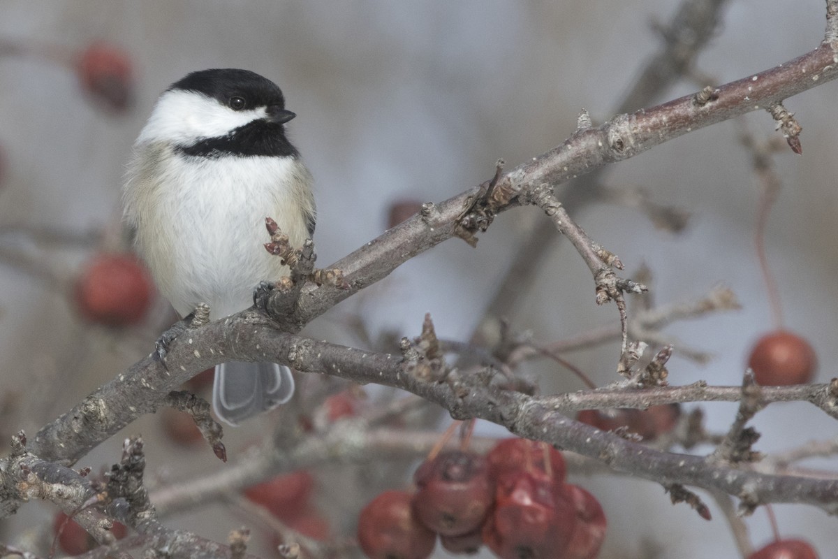 Black-capped Chickadee - Michael Bowen