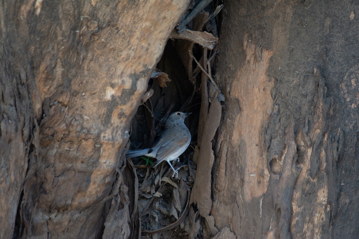 Gray Shrikethrush - ML208487701