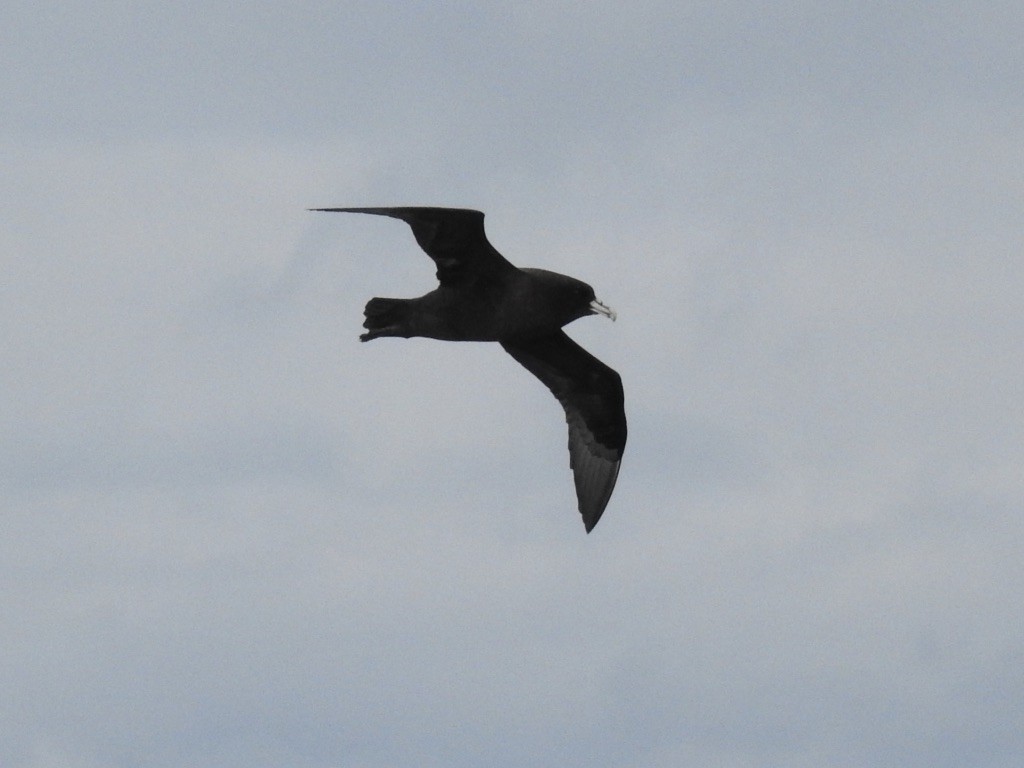 Puffin à menton blanc - ML208489121