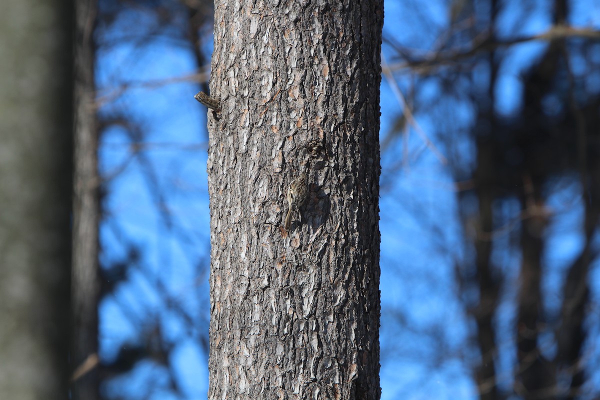 Brown Creeper - ML208490301