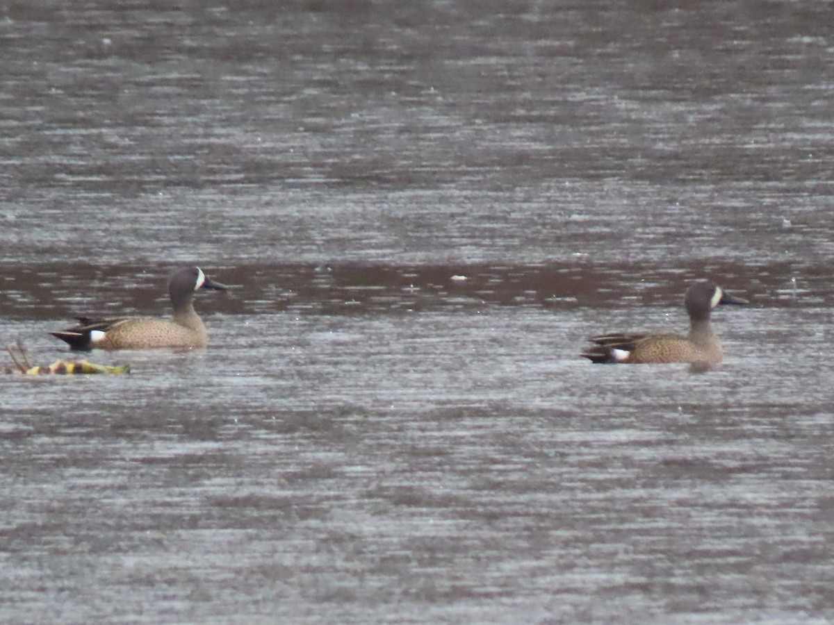 Blue-winged Teal - ML208491161