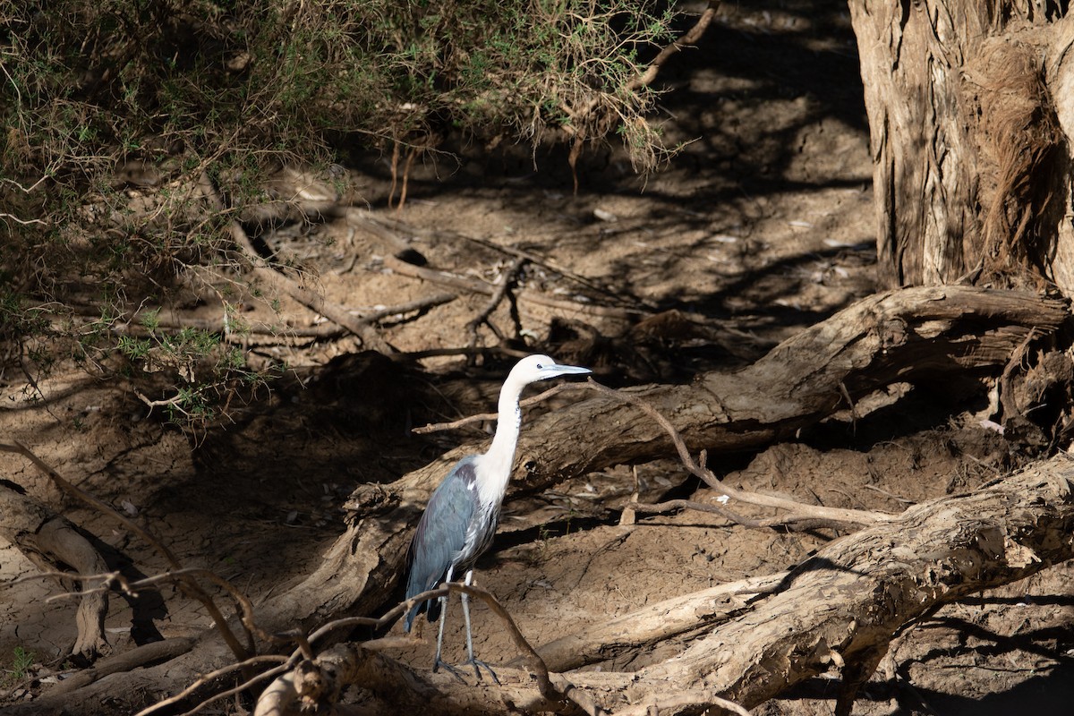 Pacific Heron - ML208491201