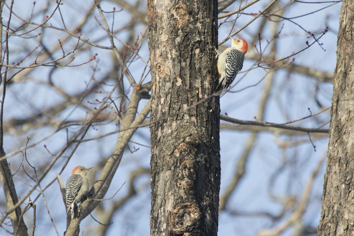 Red-bellied Woodpecker - ML208491951
