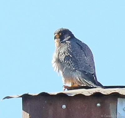 Peregrine Falcon - Ceredig  Roberts