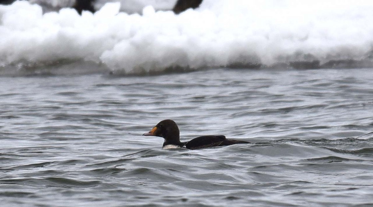 King Eider - ML208494381