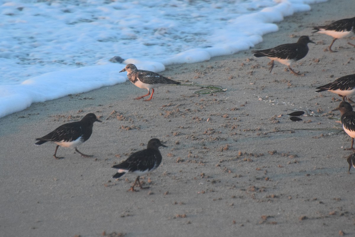 Ruddy Turnstone - ML20849621