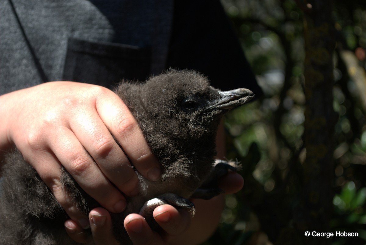 Little Penguin - ML20849721