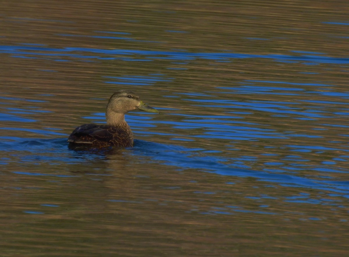American Black Duck - ML208498411