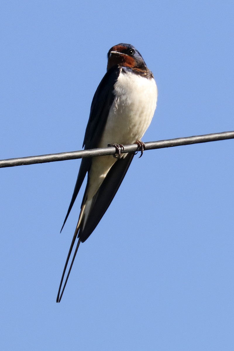 Barn Swallow - ML208498701