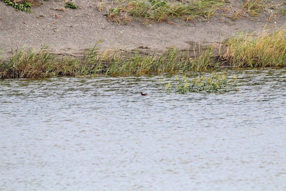 Little Grebe - ML20850071