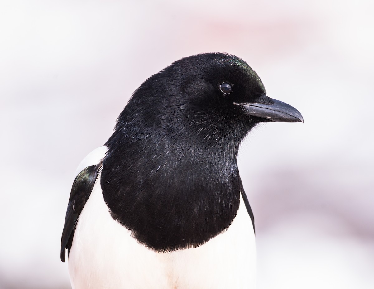 Black-billed Magpie - ML208503291