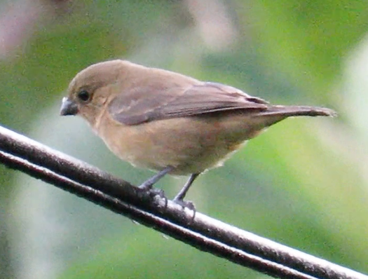 Variable Seedeater - ML208503341