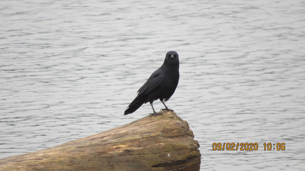 American Crow - ML208503411