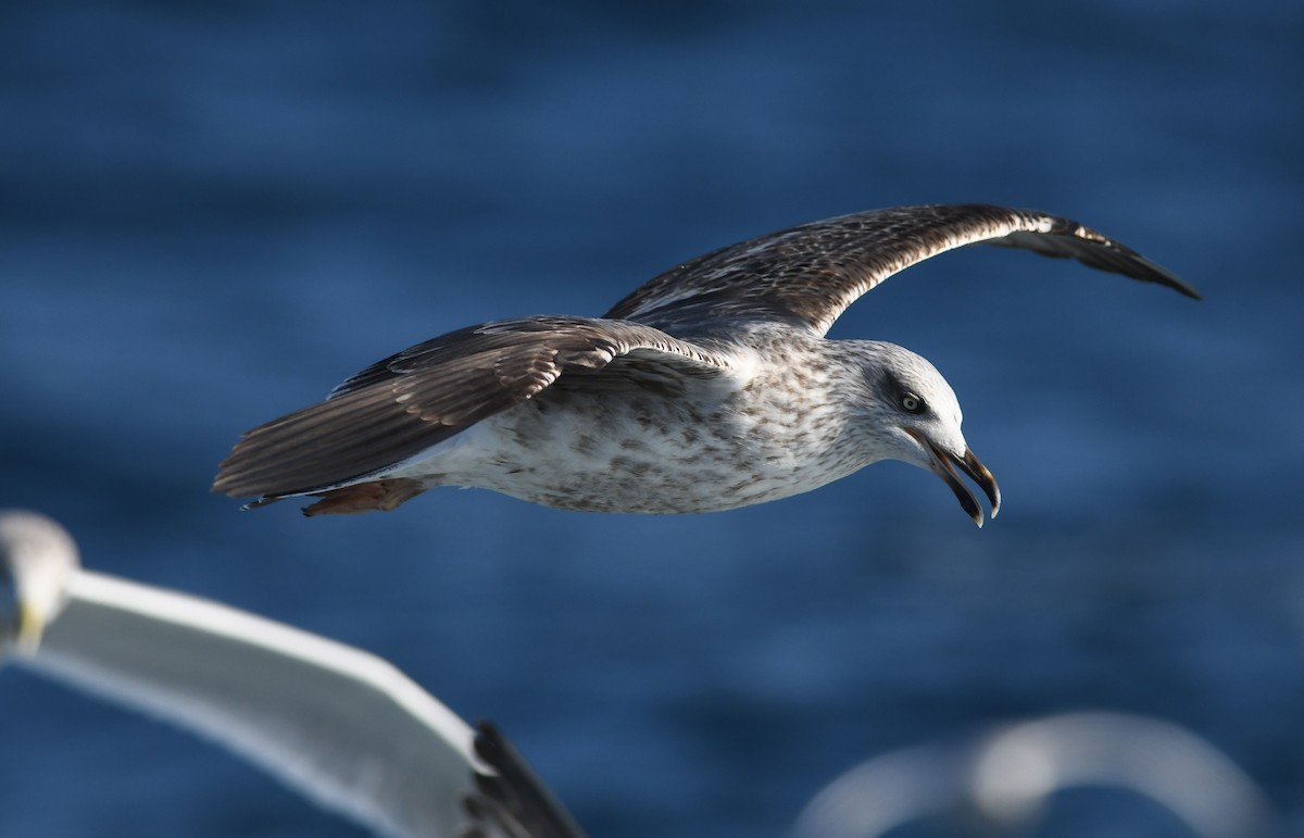 Lesser Black-backed Gull - Sean Sime