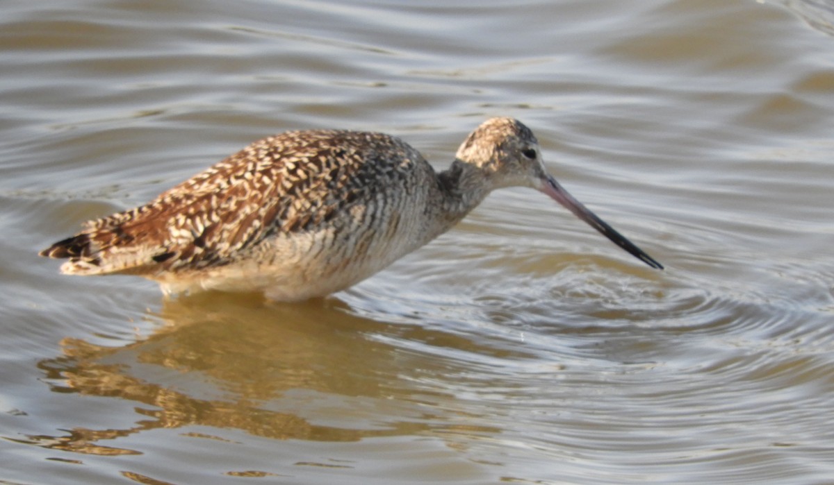 Marbled Godwit - Becky Kitto