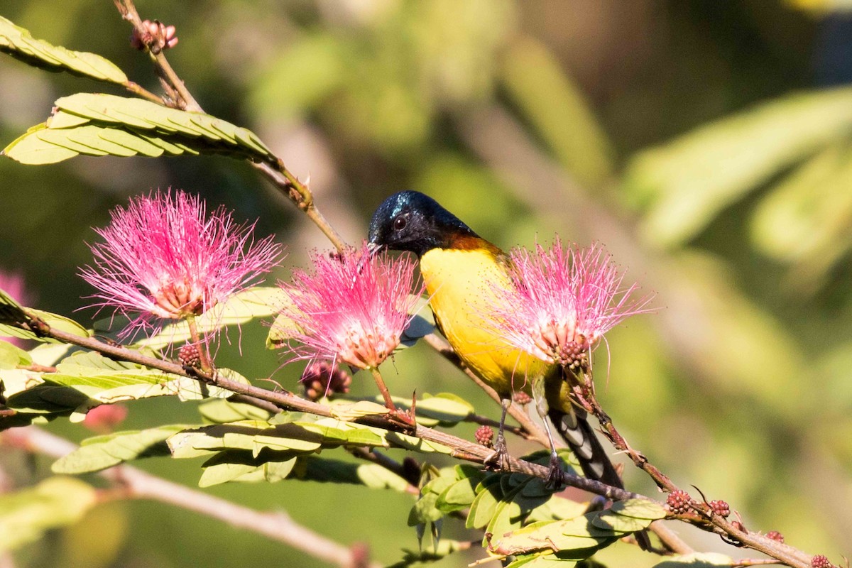 Green-tailed Sunbird - ML208504611