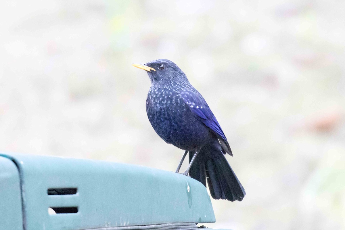 Blue Whistling-Thrush - ML208504661