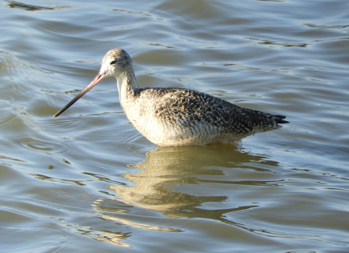 Marbled Godwit - ML208504761