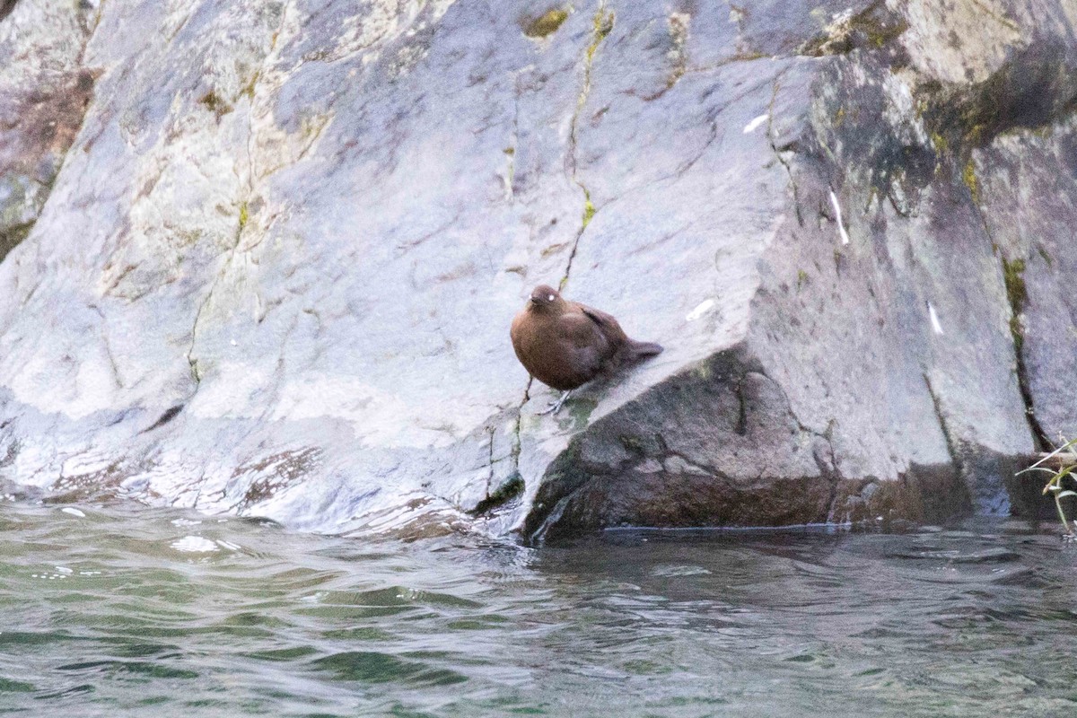 Brown Dipper - Linda Rudolph