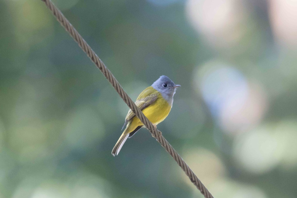 Gray-headed Canary-Flycatcher - ML208505721