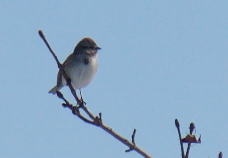 American Tree Sparrow - ML208505981