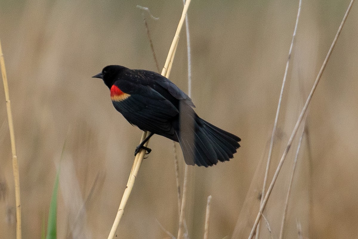 Red-winged Blackbird - ML208507331