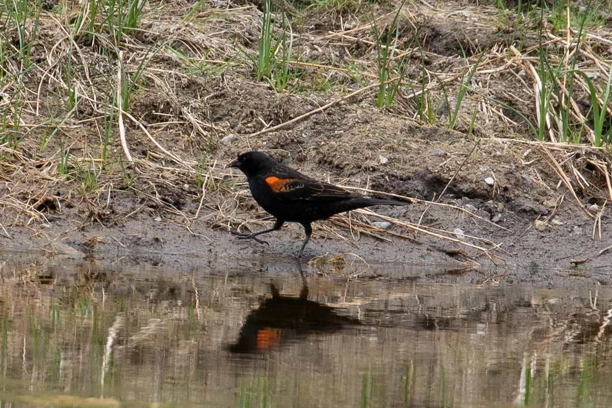 Red-winged Blackbird - ML208507471