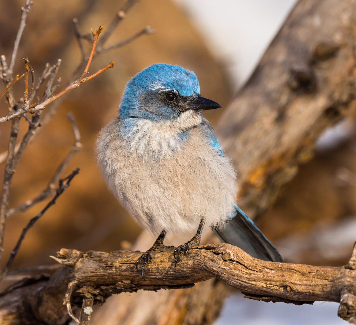 Woodhouse's Scrub-Jay - ML208507861