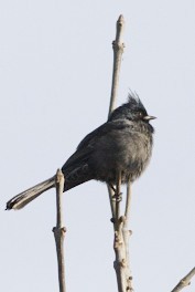 Phainopepla - Iain Fleming