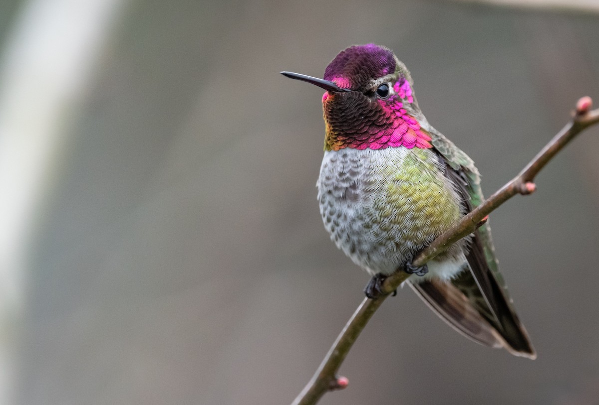 Anna's Hummingbird - Mason Maron