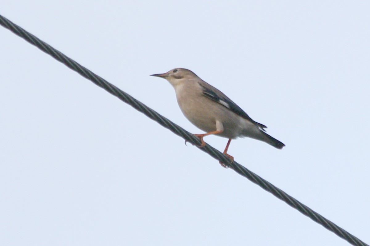 Red-billed Starling - ML20850971