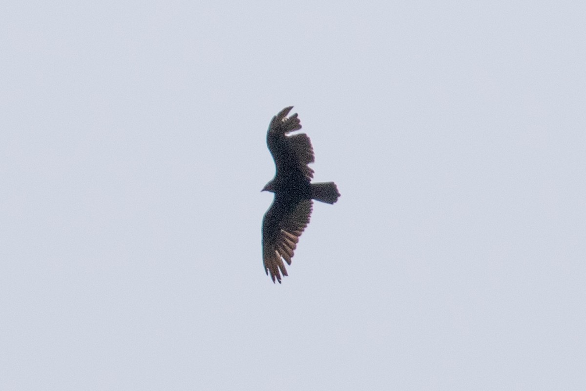 Turkey Vulture - John Reynolds