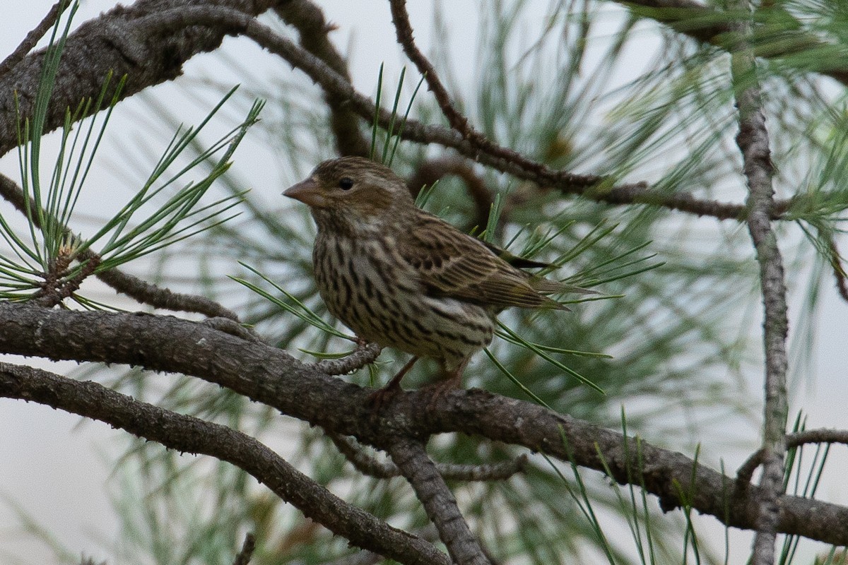 Cassin's Finch - ML208509951