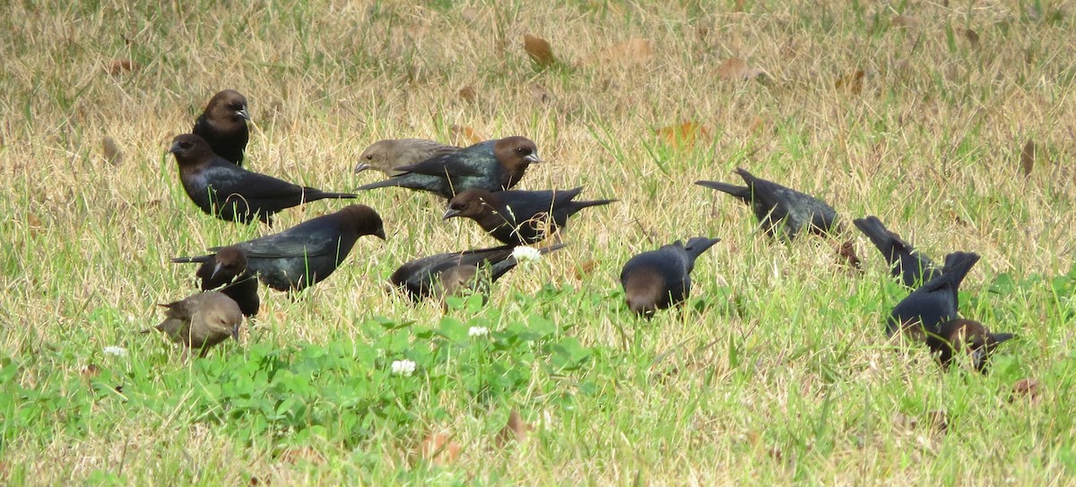 コウウチョウ - ML208510581