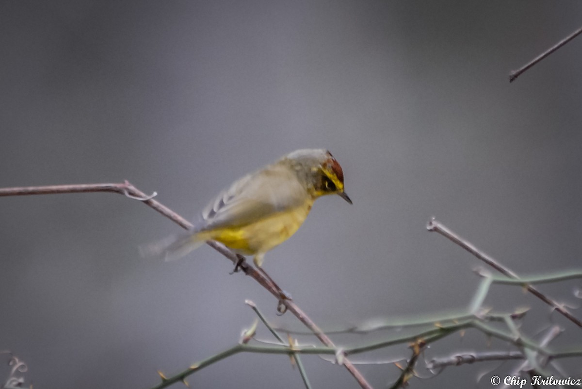 Palm Warbler - ML208511391