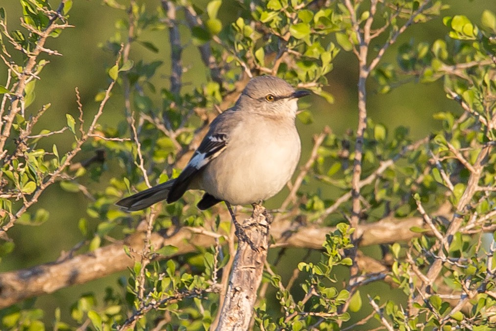 Northern Mockingbird - John Faber