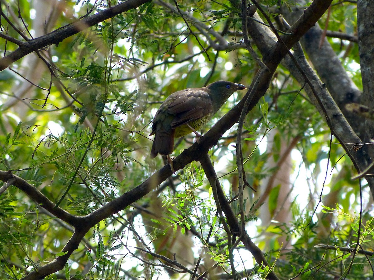 Satin Bowerbird - ML20851341